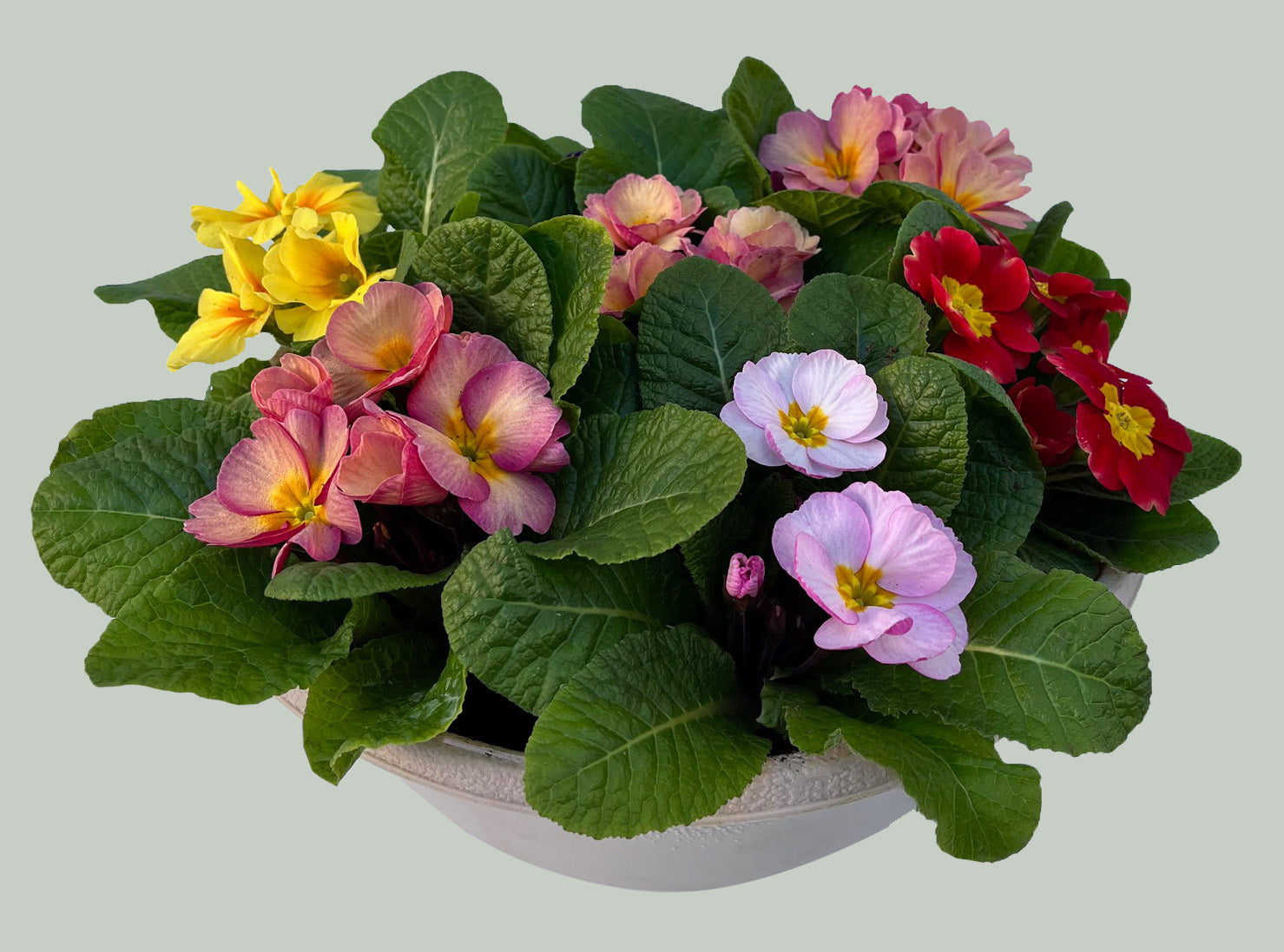 8" Primula