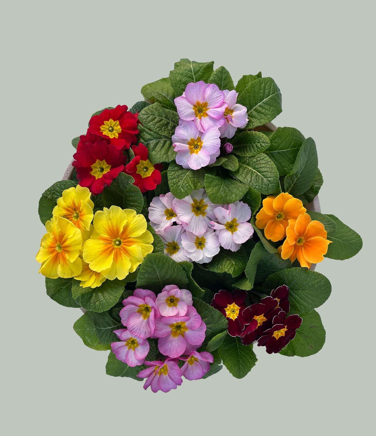 8" Primula