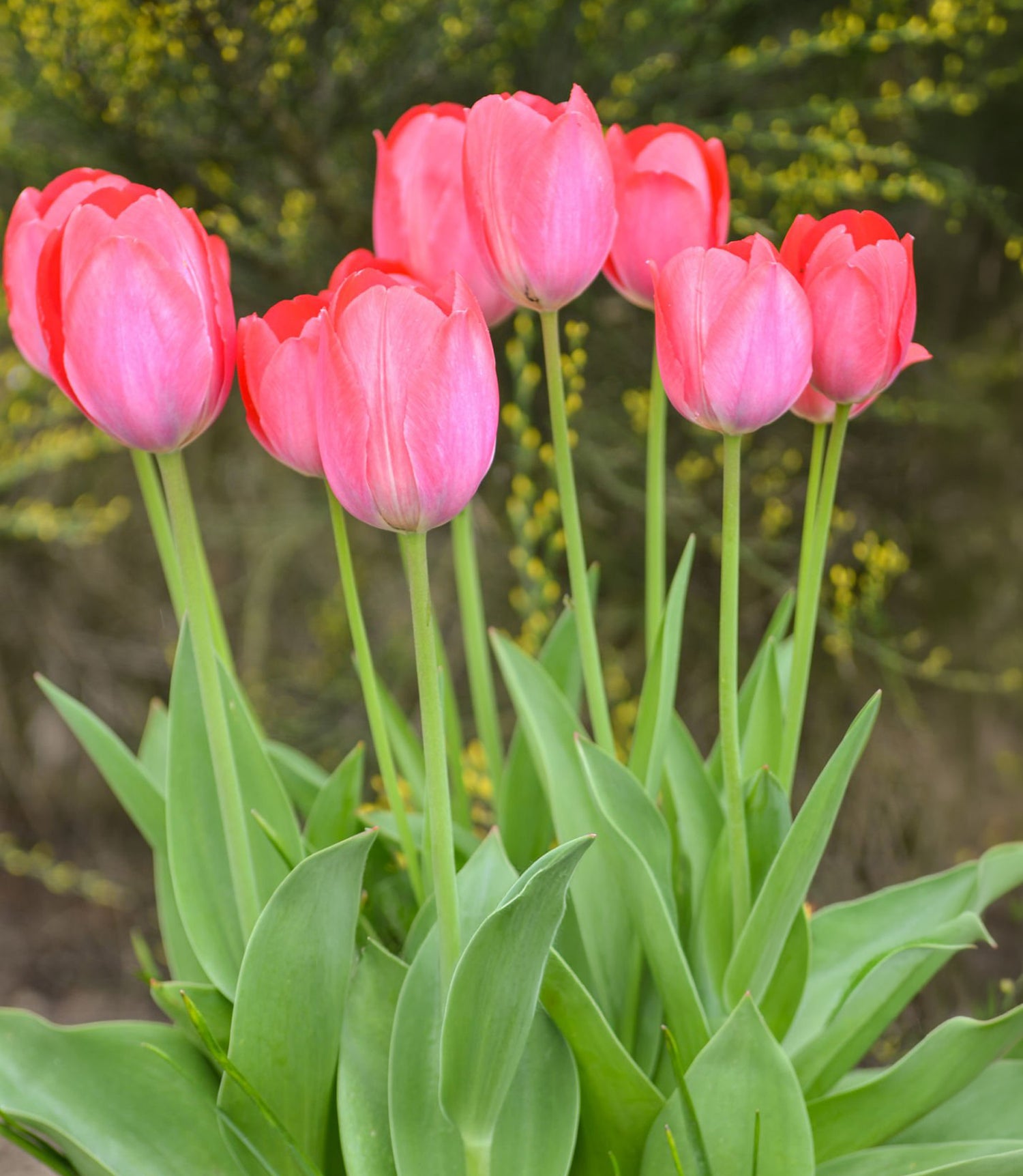 8" Tulip