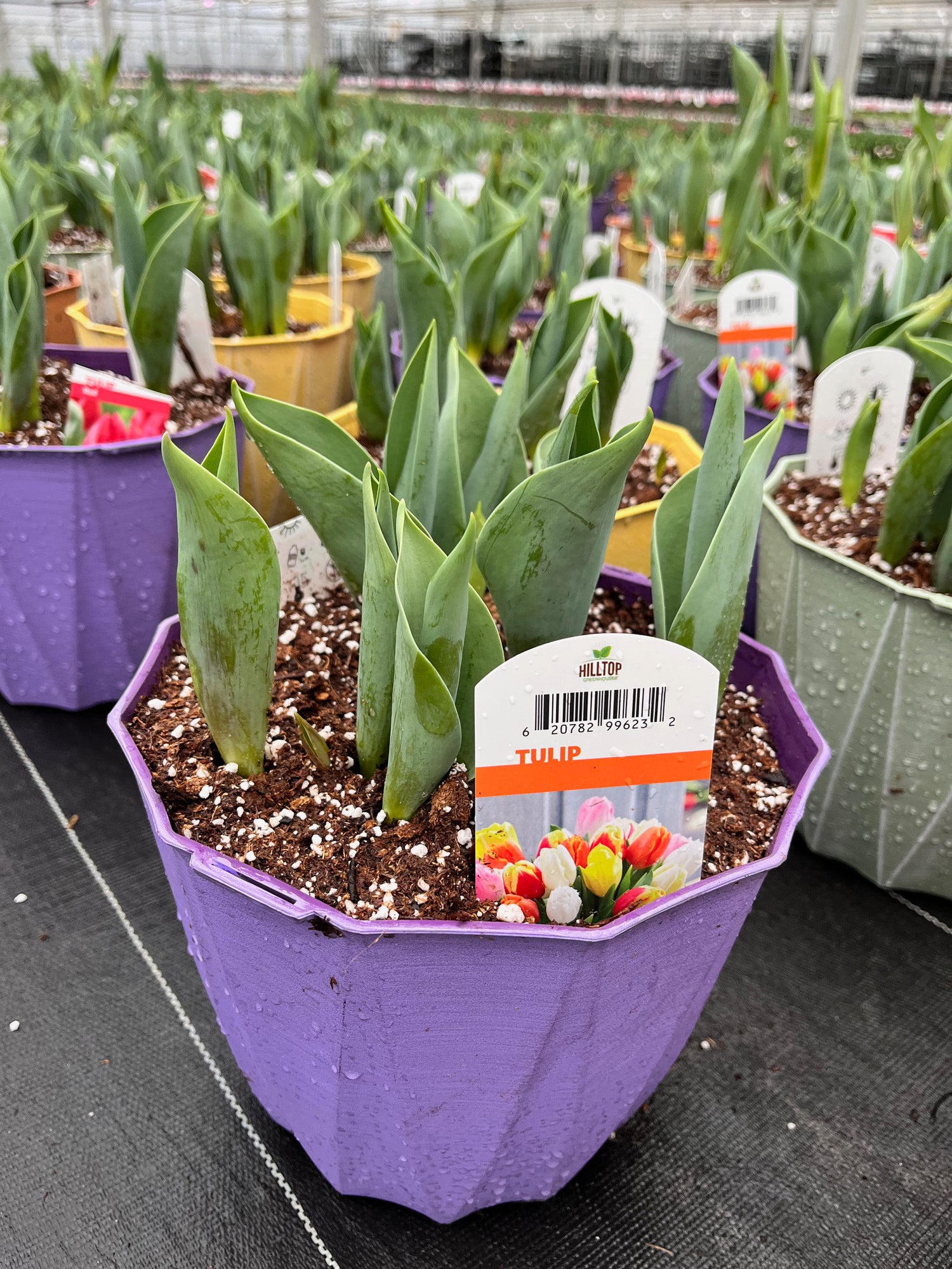 8" Tulip