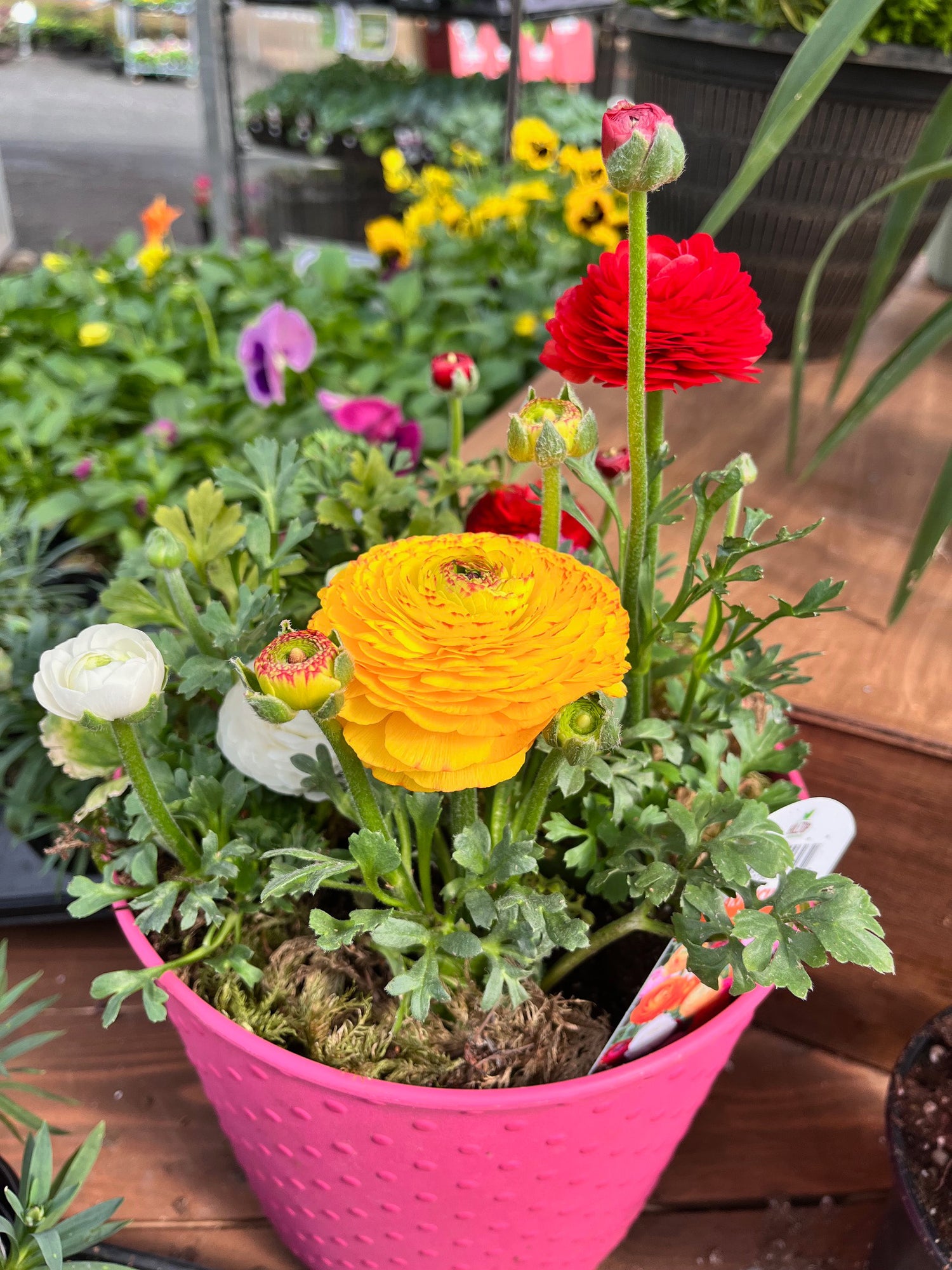 8" Ranunculus