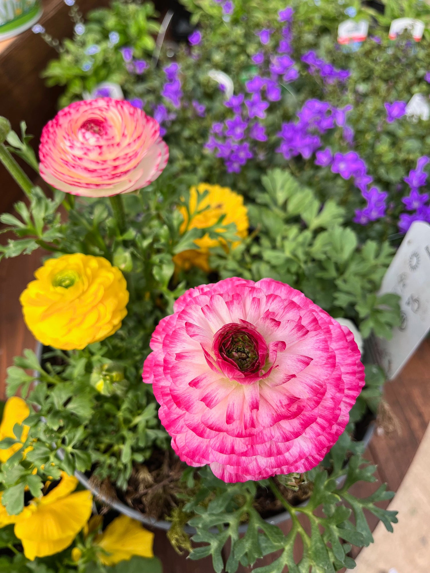 8" Ranunculus