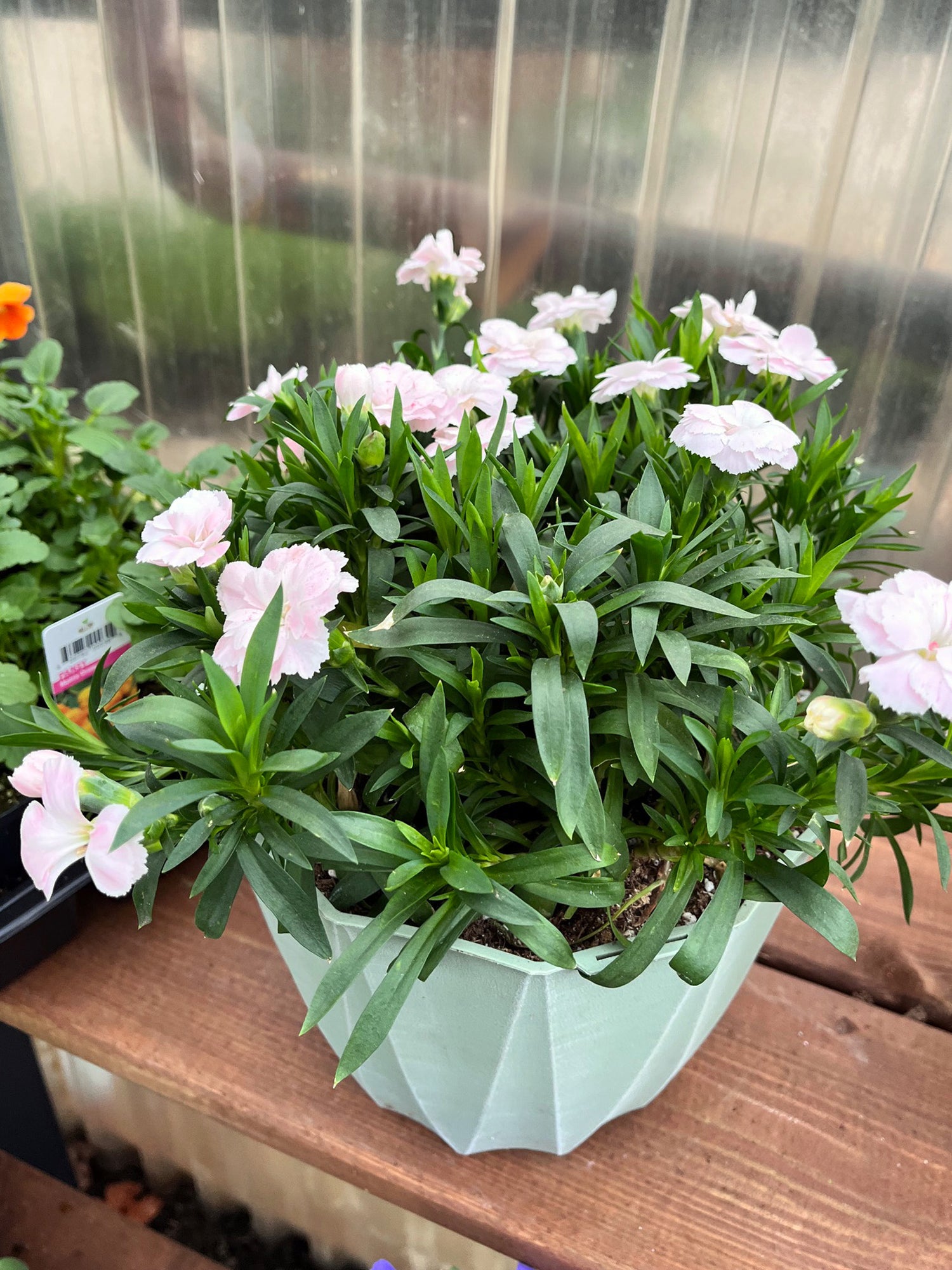 8" Carnation