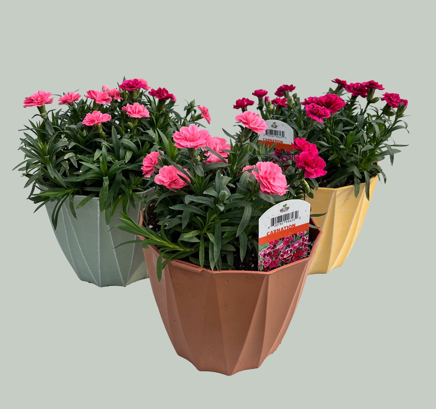 8" Carnation