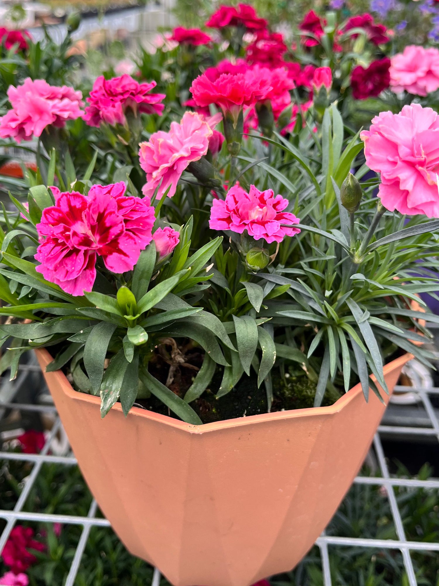 8" Carnation