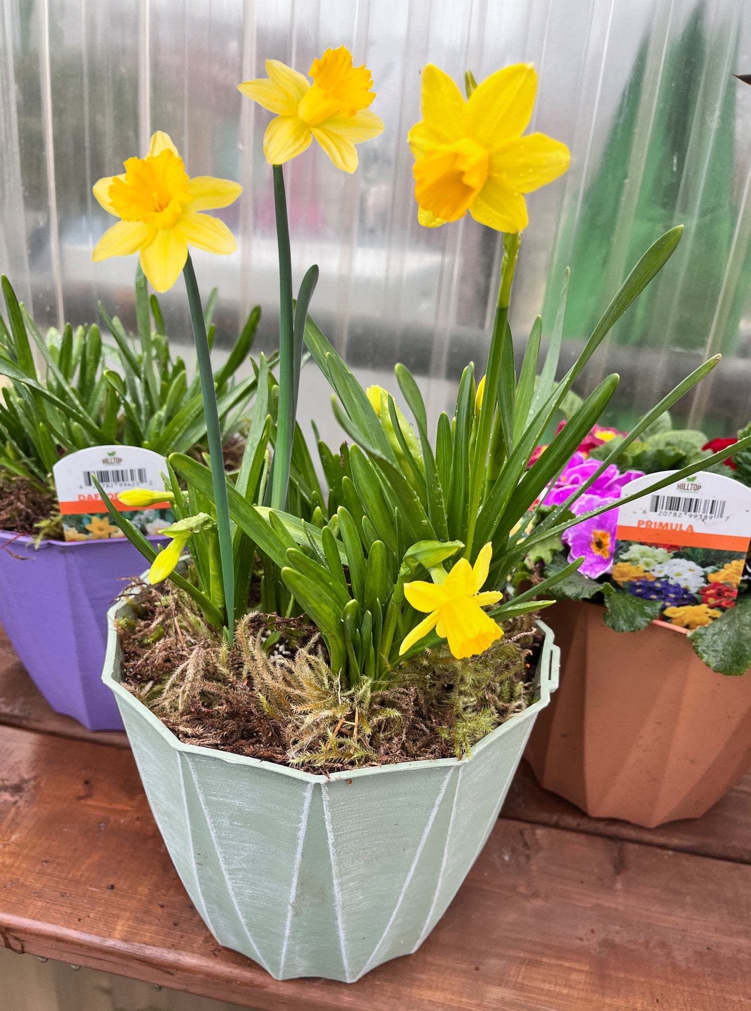 8" Daffodil