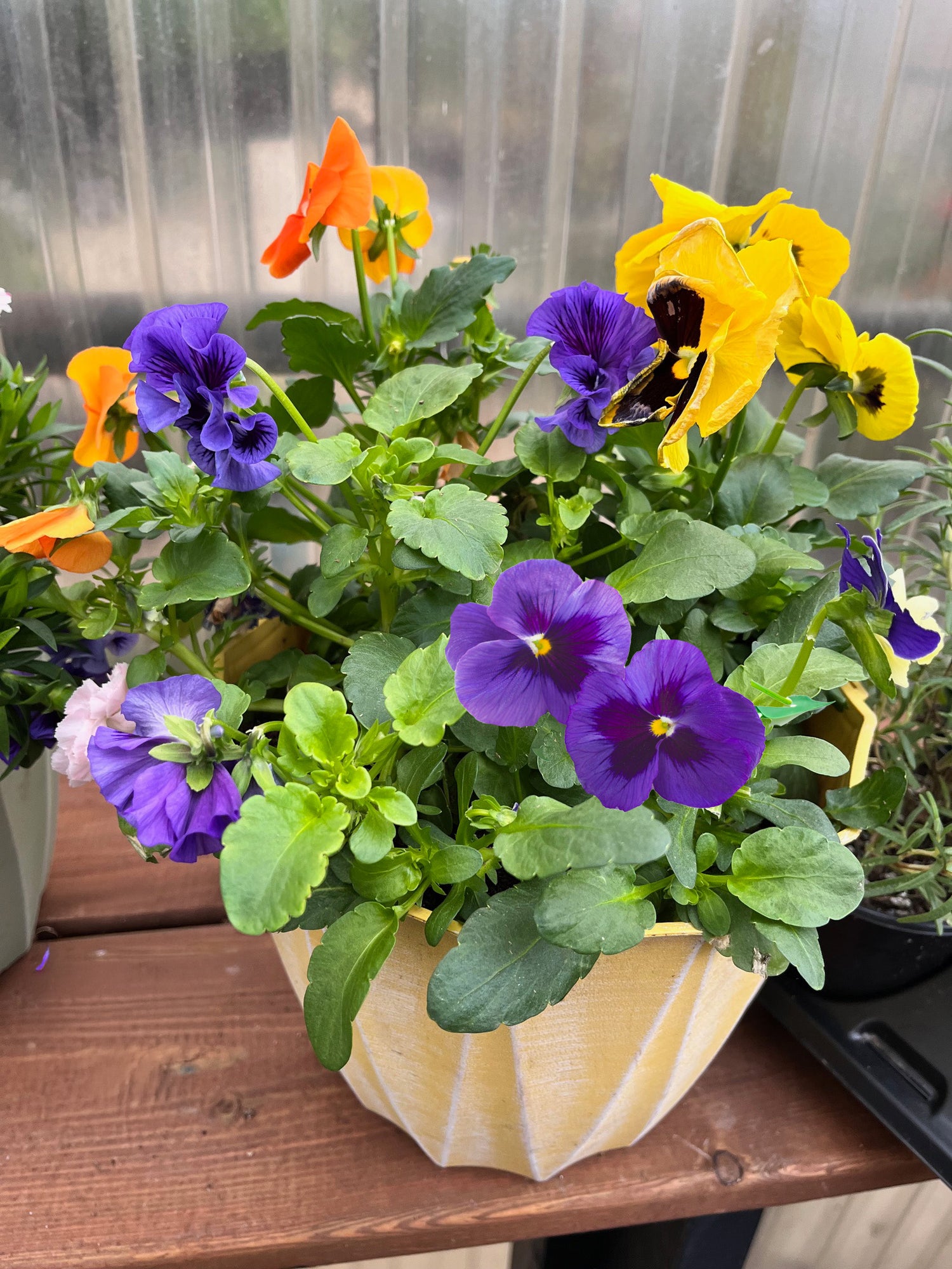 8" Pansy
