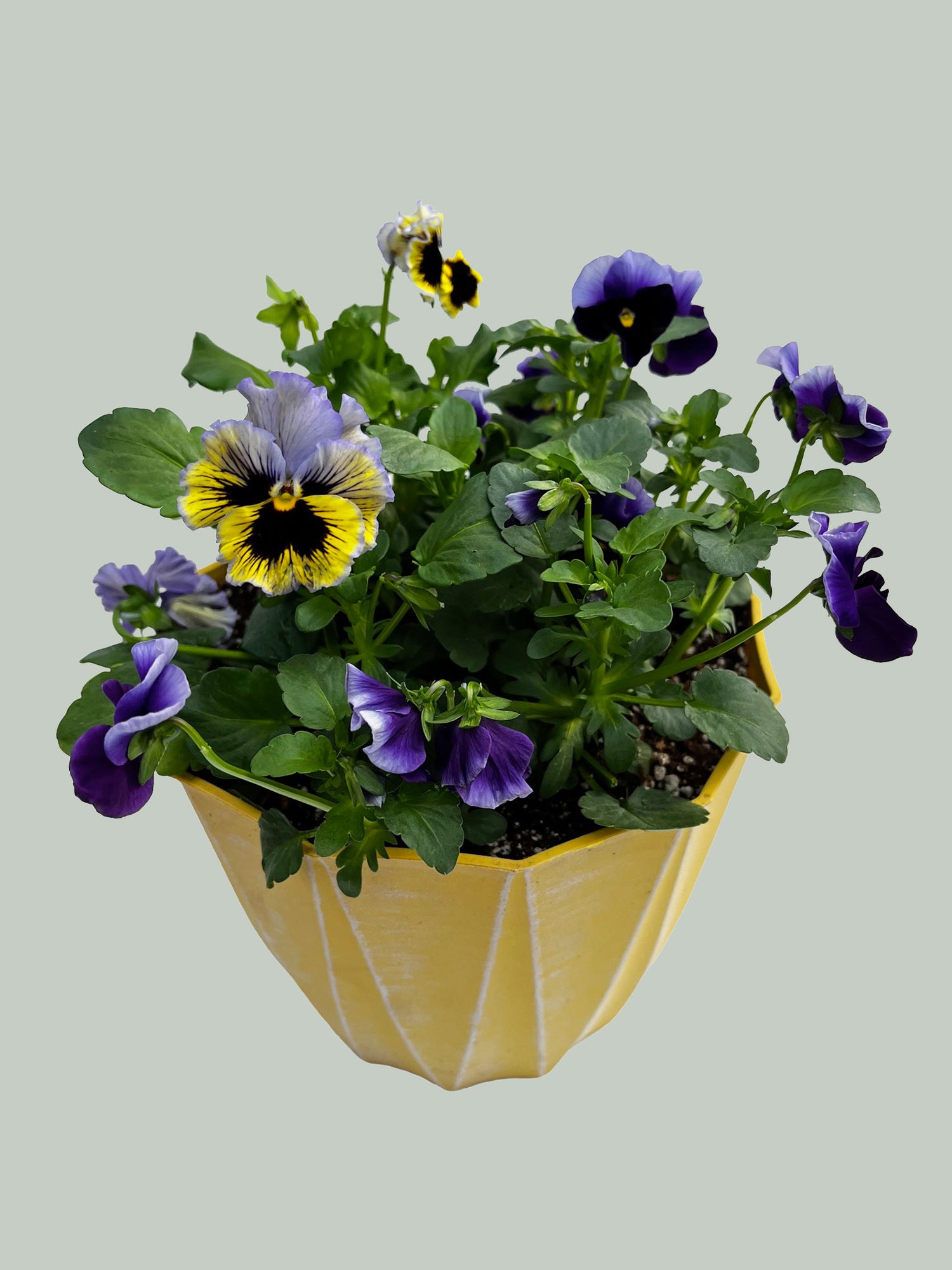 8" Pansy