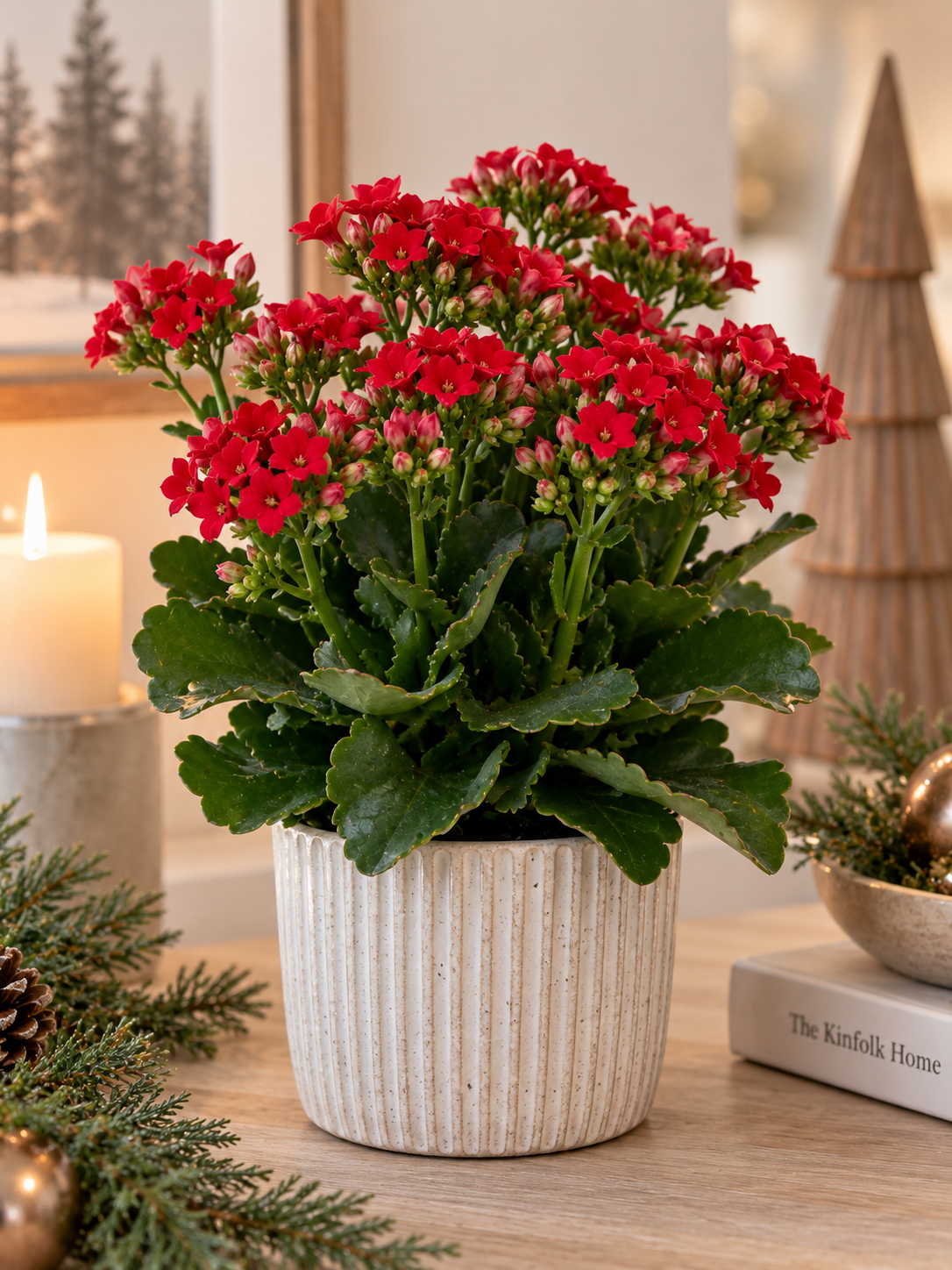 4" Kalanchoe