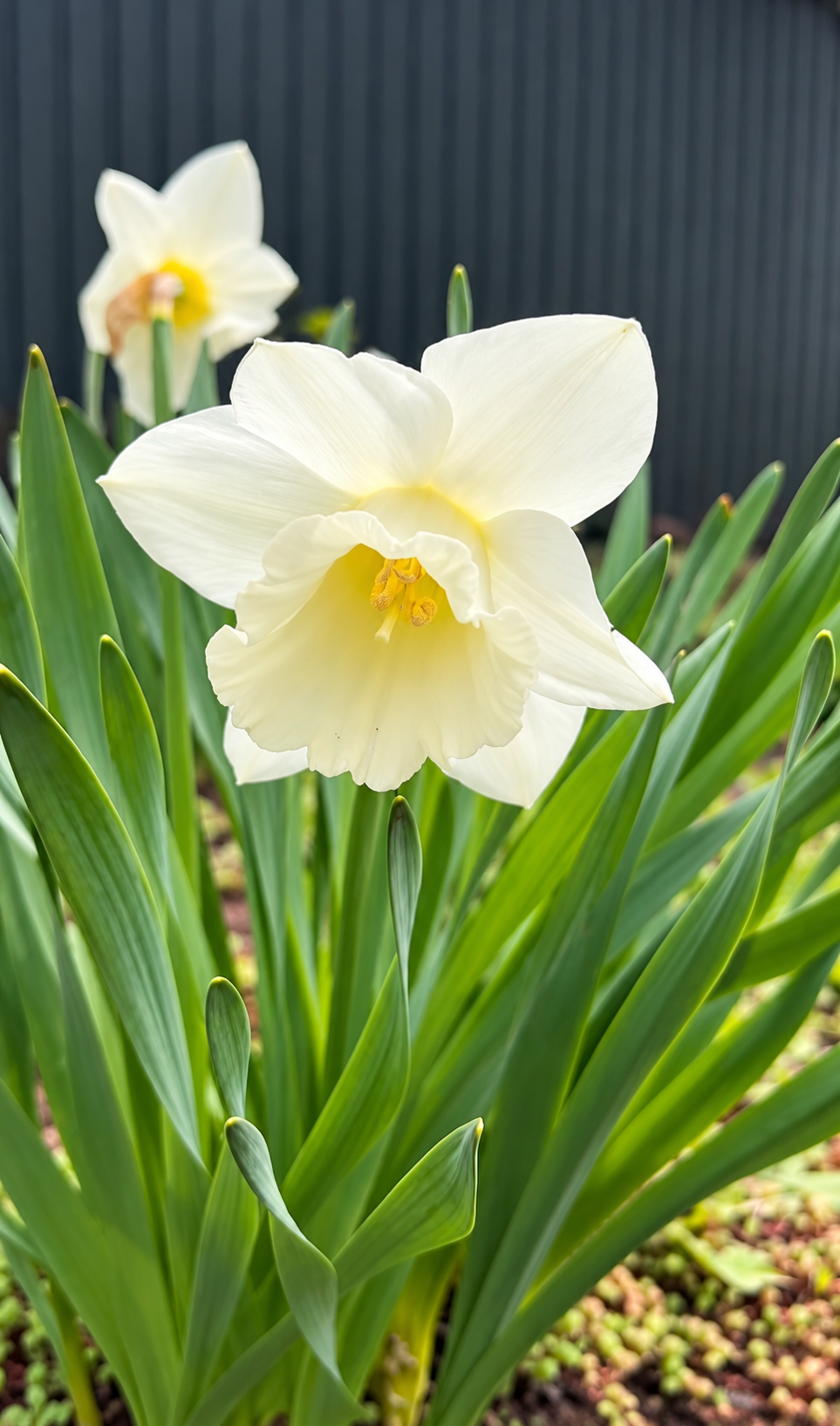 Daffodil Bulbs – ‘Mount Hood’