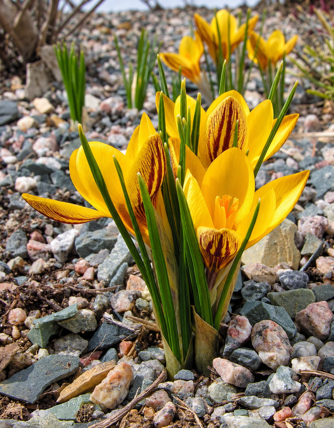 Crocus Bulbs – ‘Snow’ & ‘Early Gold’