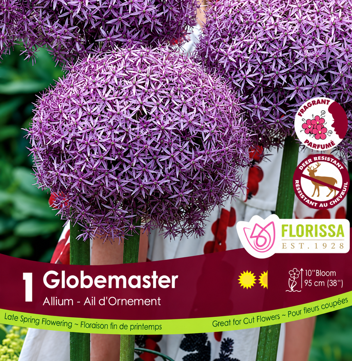 Allium Bulb- Globemaster Tops