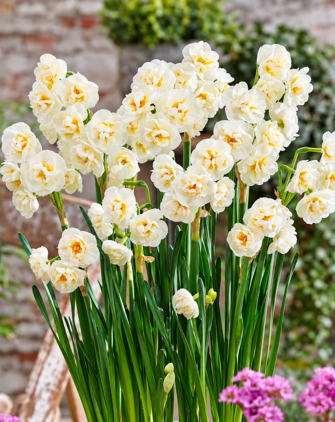 Daffodil Bulbs – ‘Bridal Crown’