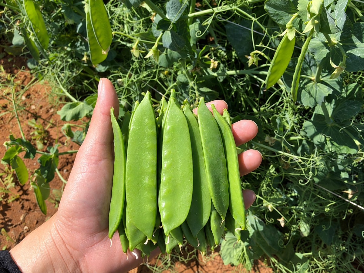 606 Peas Vegetable Starts
