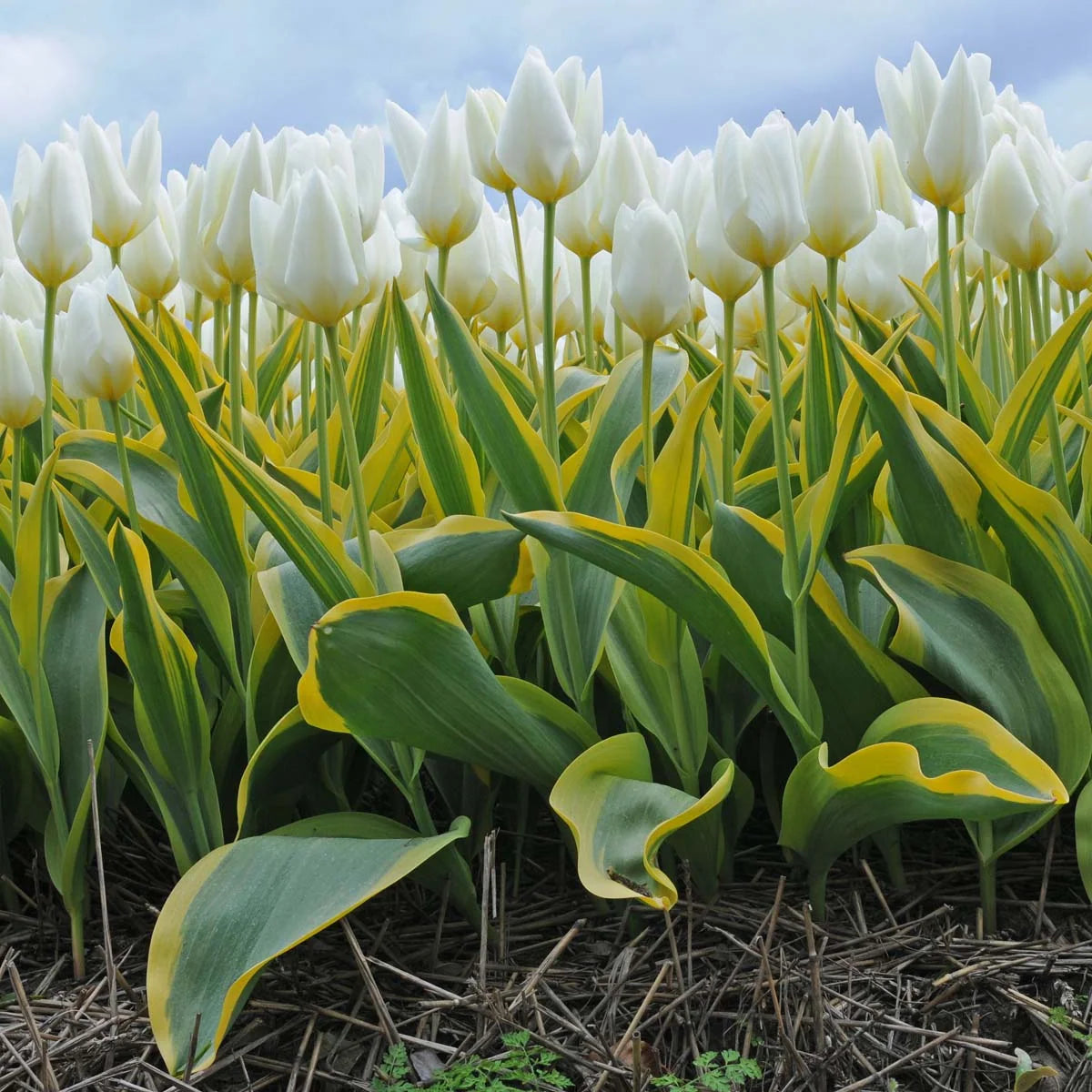 Tulip Bulbs – ‘Pusissima Blonde’