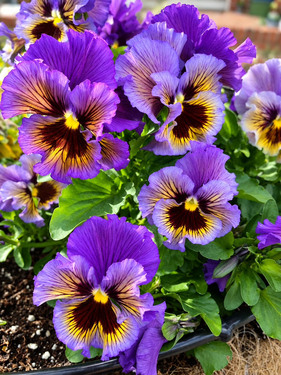 606 Pansy ‘Frizzle Sizzle’ Mix
