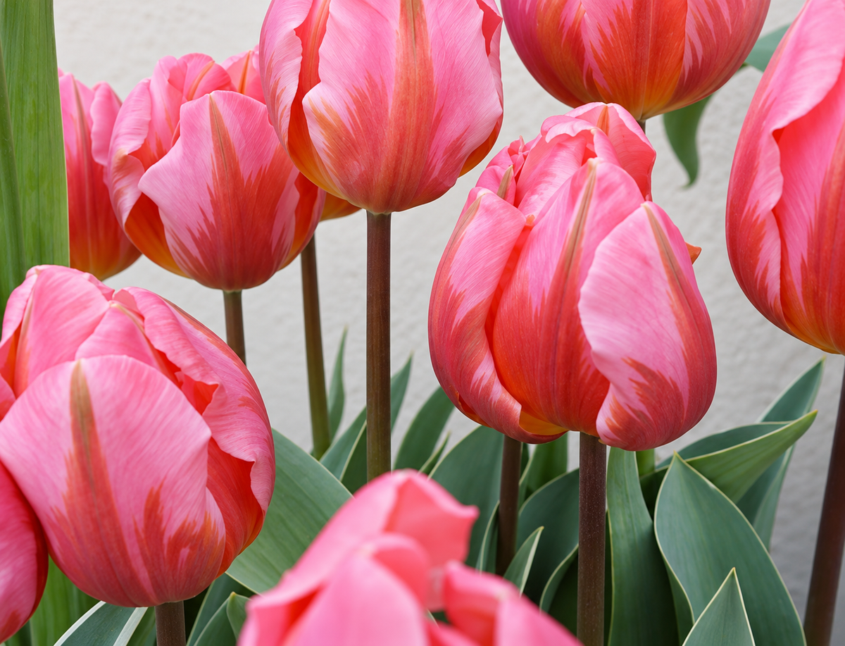 Tulip Bulbs – ‘Pretty Princess’