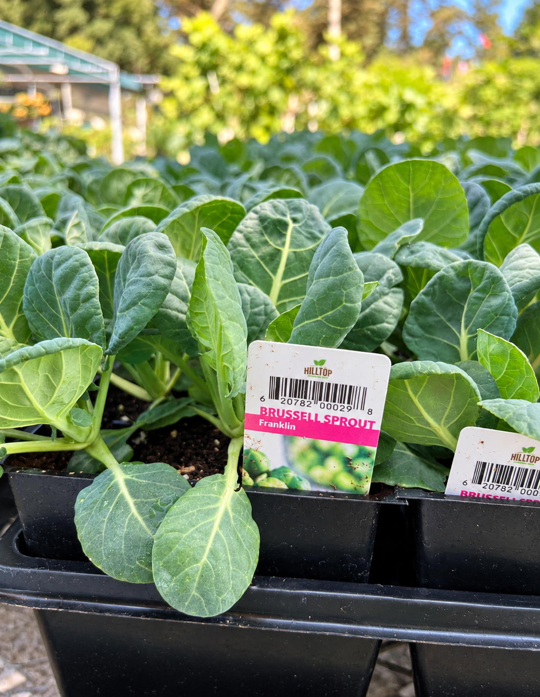 606 Brussels Sprouts Vegetable Starts