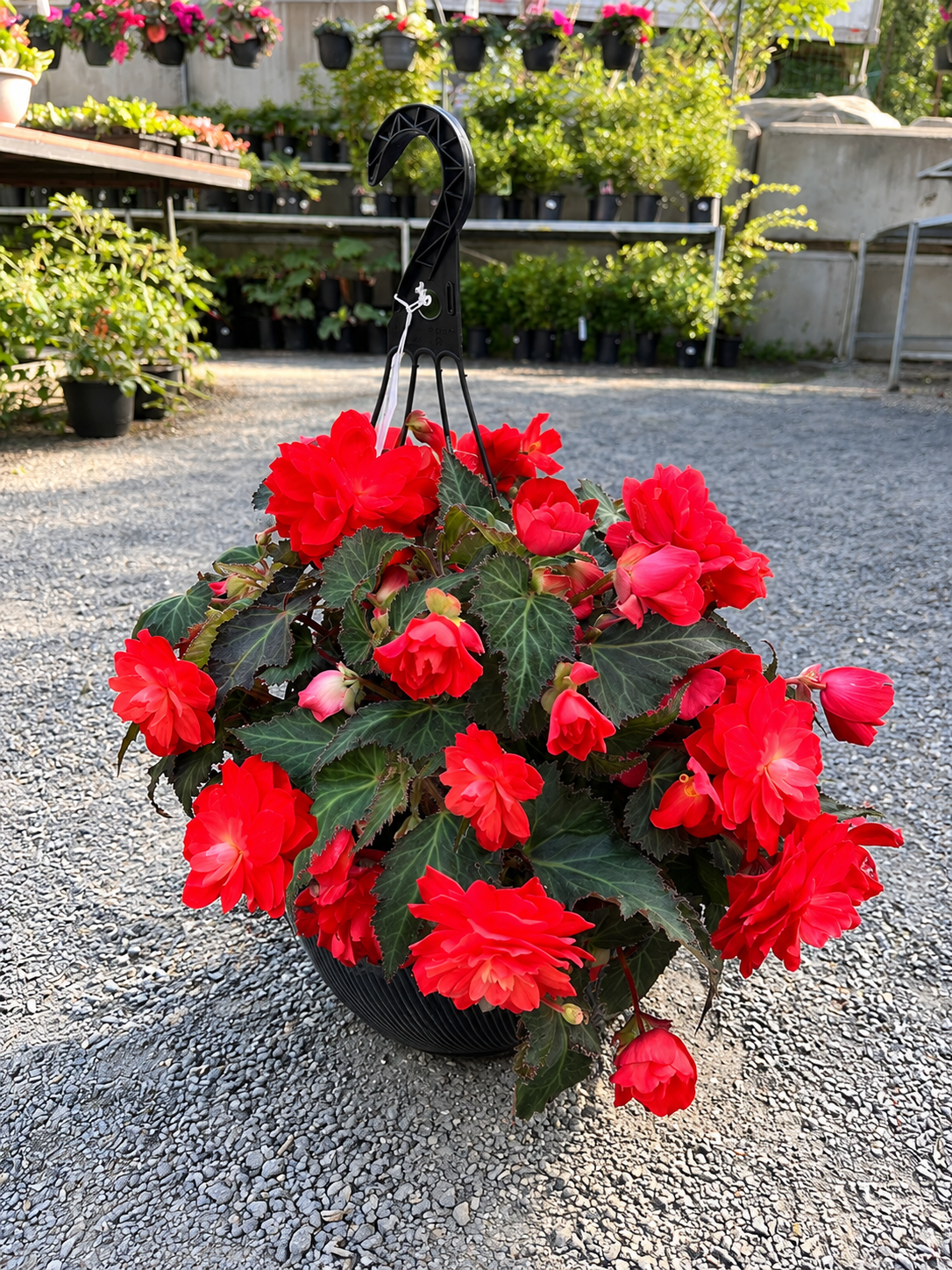 Begonia Hanging Basket – 12"