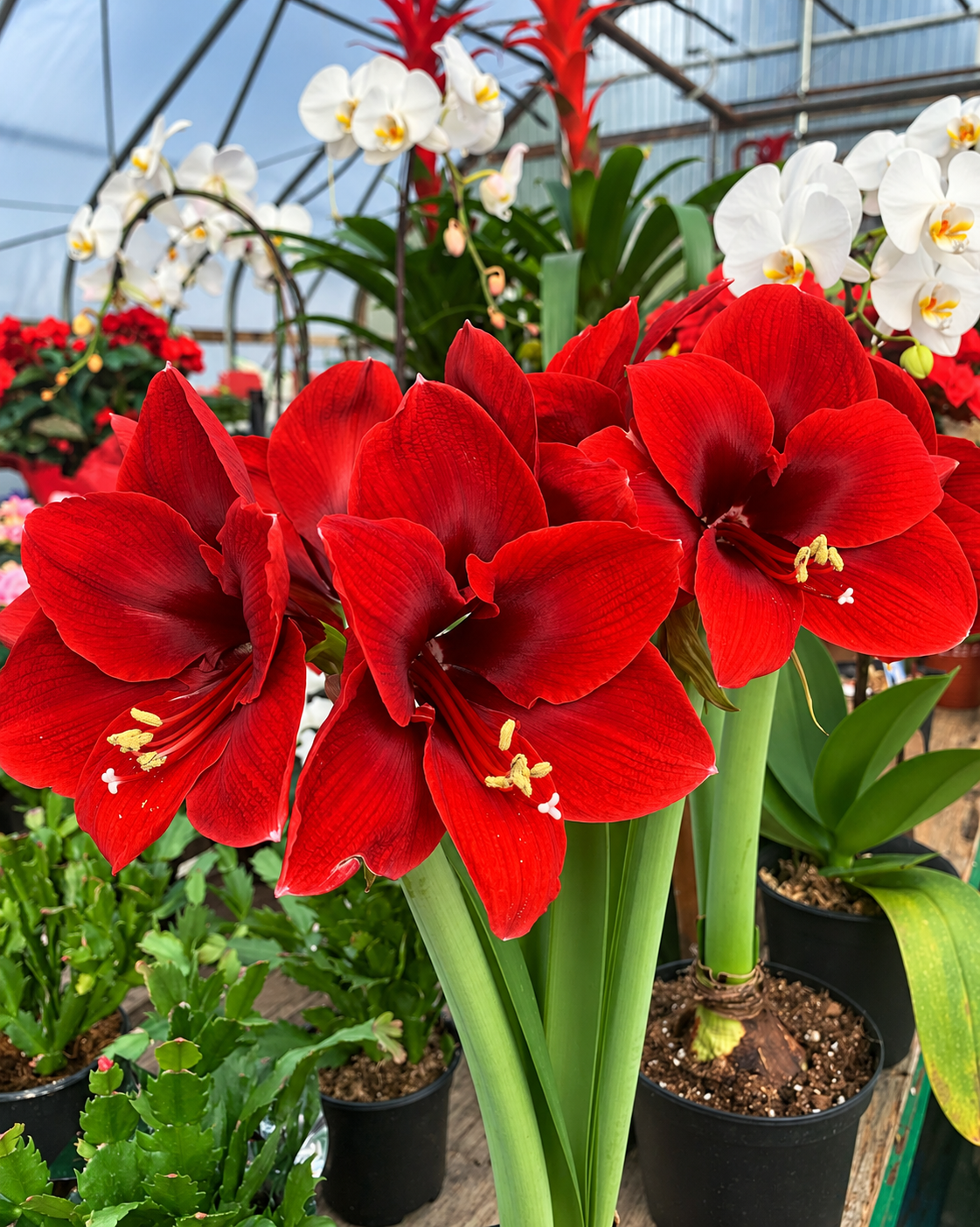 Amaryllis Bulb – 6" Pot with Decorative Cover