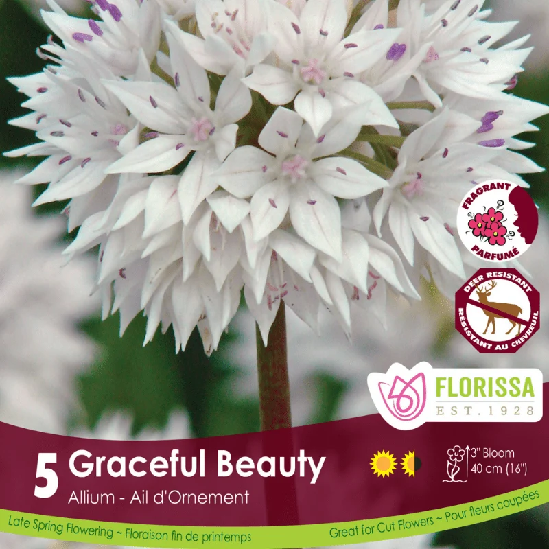 Allium Bulbs - Graceful Beauty