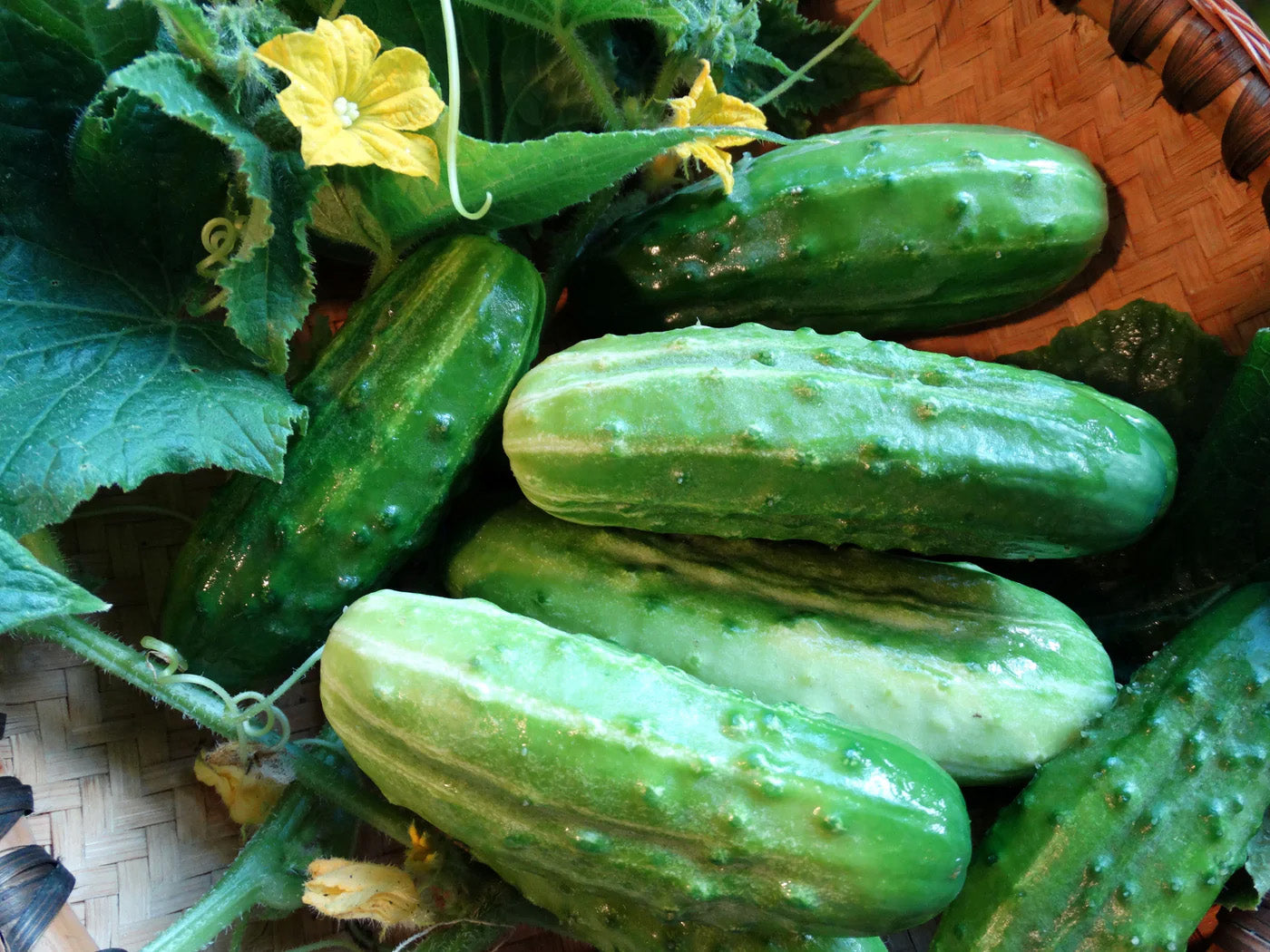 4" Cucumber