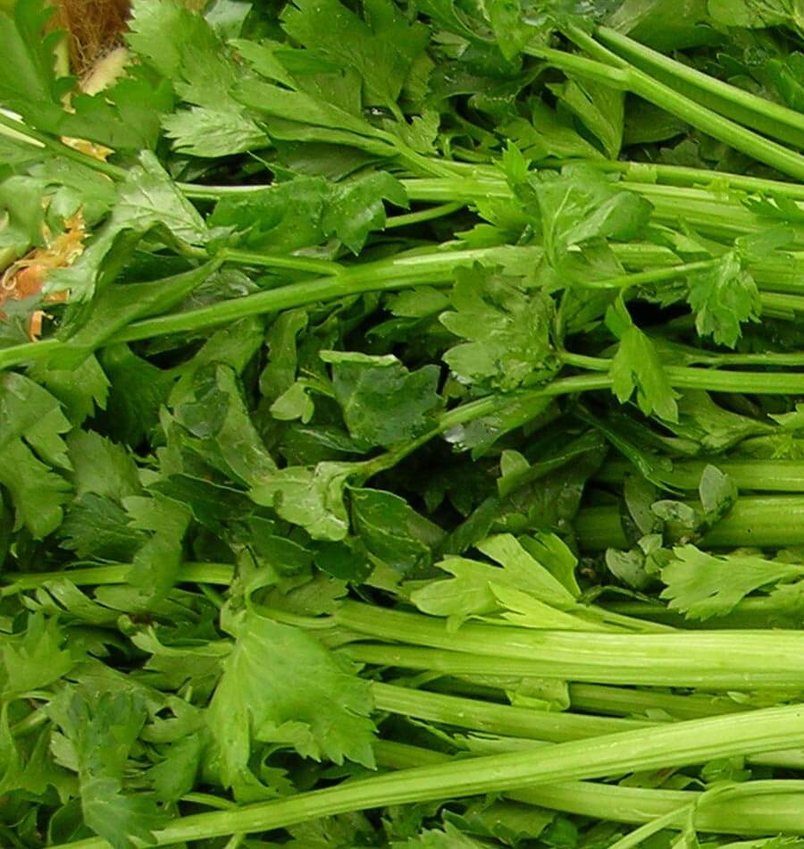 Tall Utah Celery Seeds