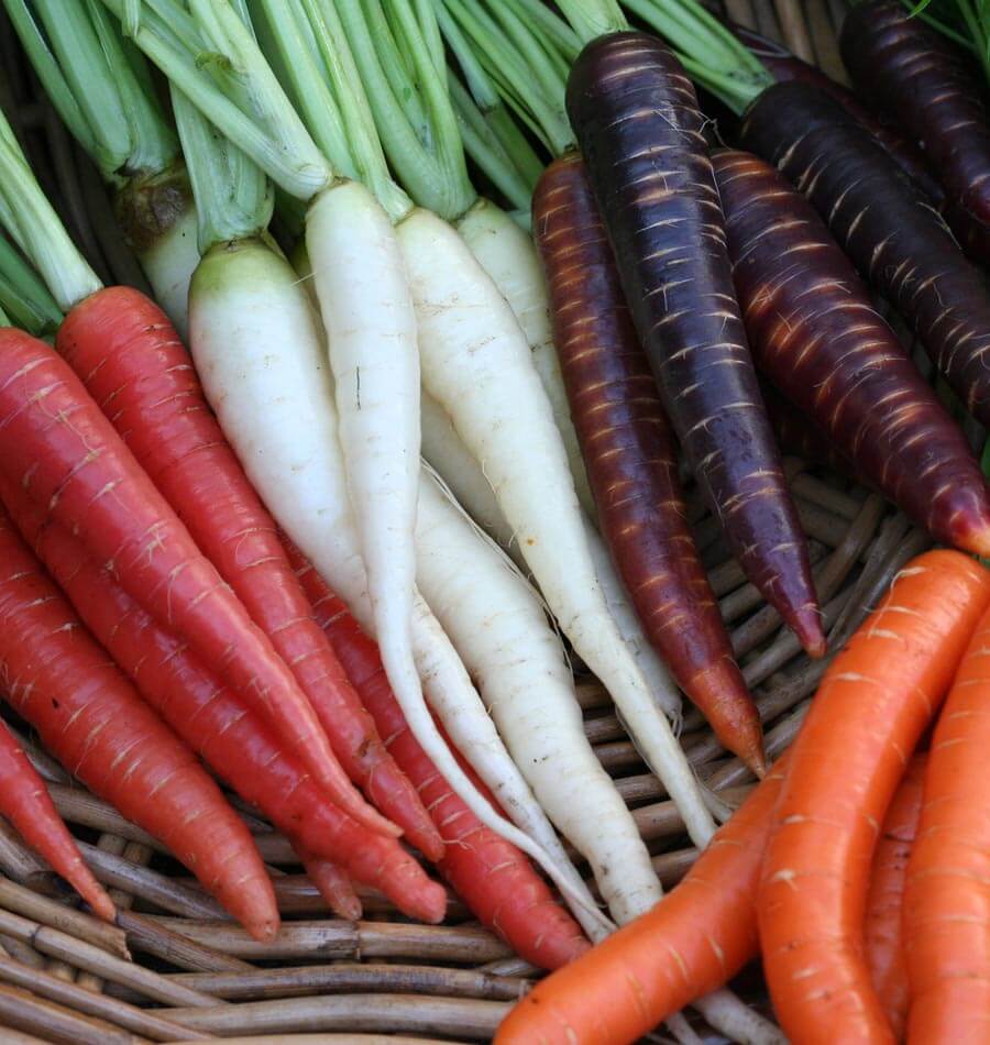 Rainbow Blend Carrot Seeds