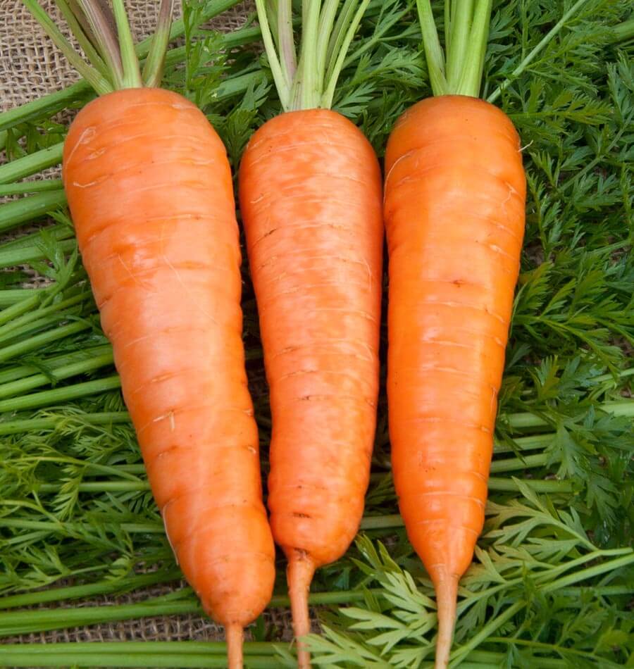 Royal Chantenay Carrot Seeds