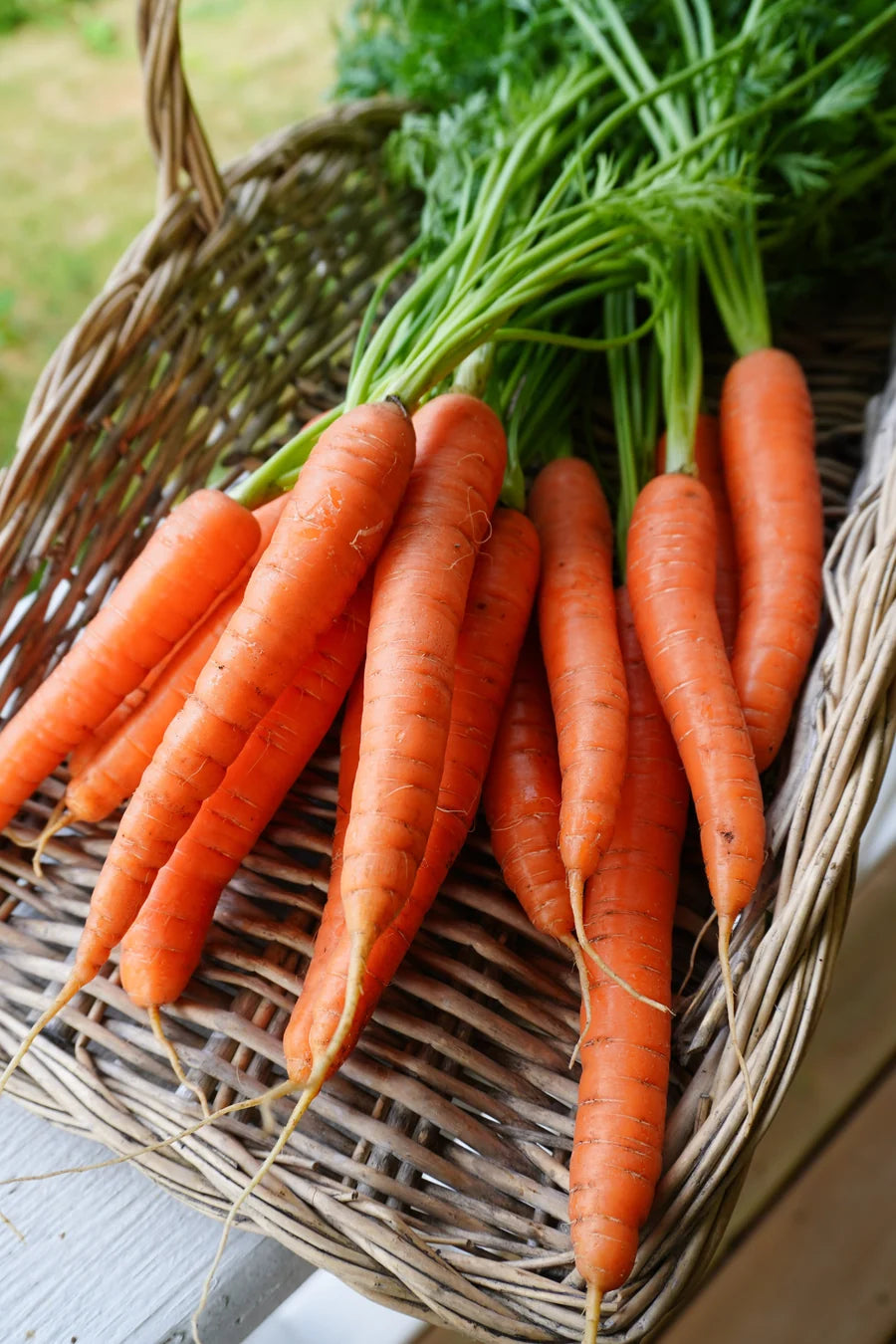 Narvik Carrot Seeds