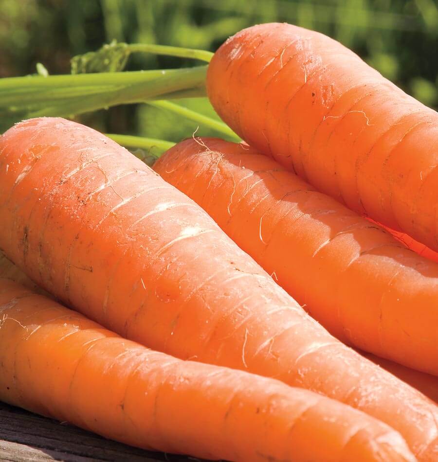 Yaya Organic Carrot Seeds