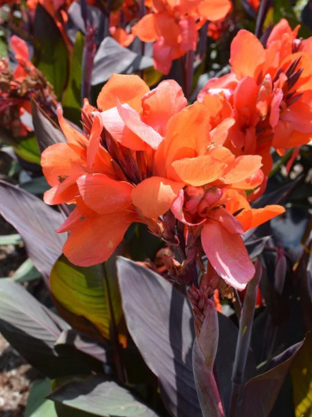 6" Canna Cannova Bronze Leaf
