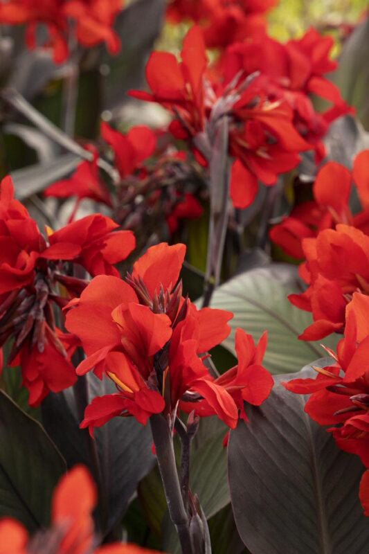 6" Canna Cannova Bronze Leaf