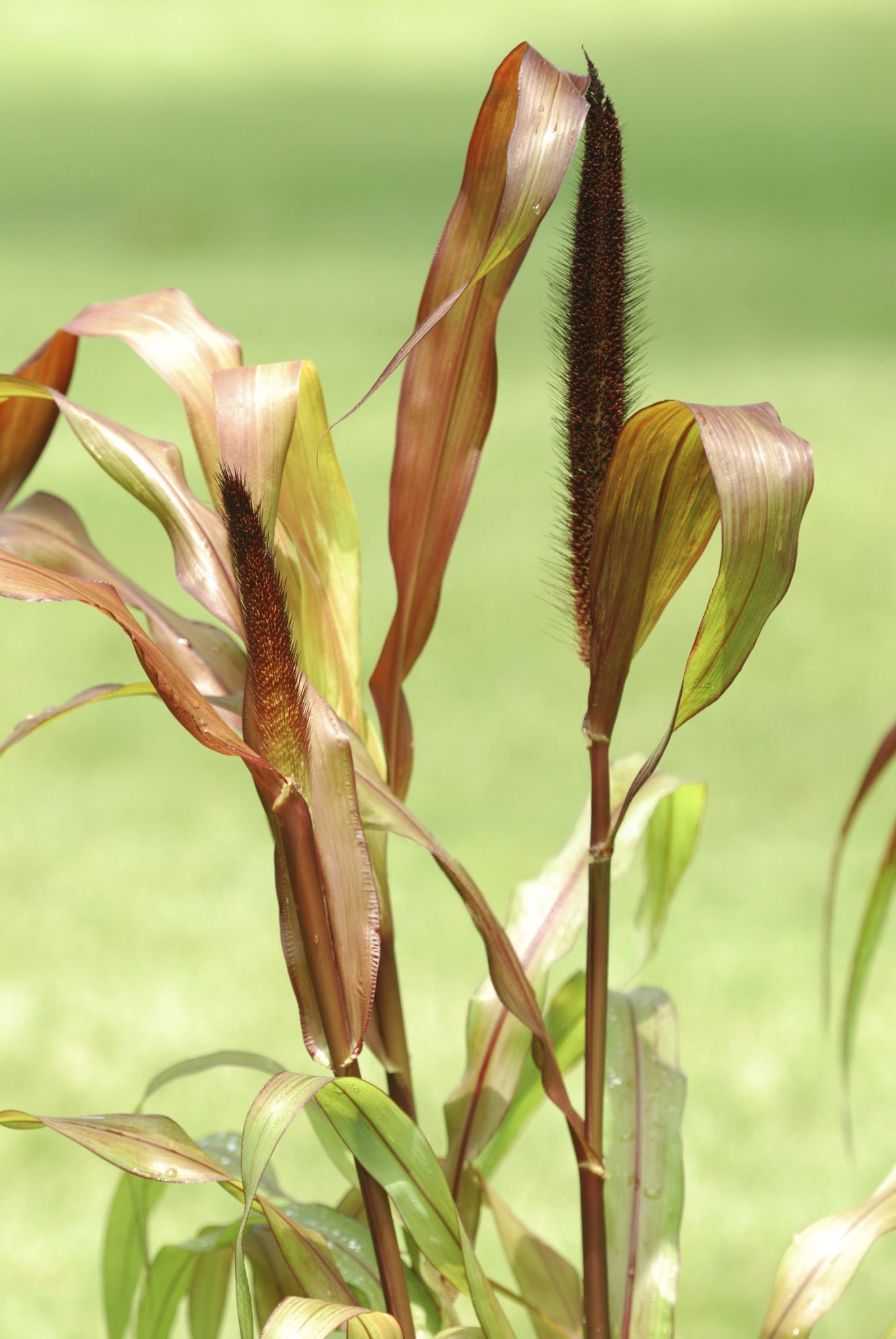 1 Gal Ornamental Millet, Copper Prince