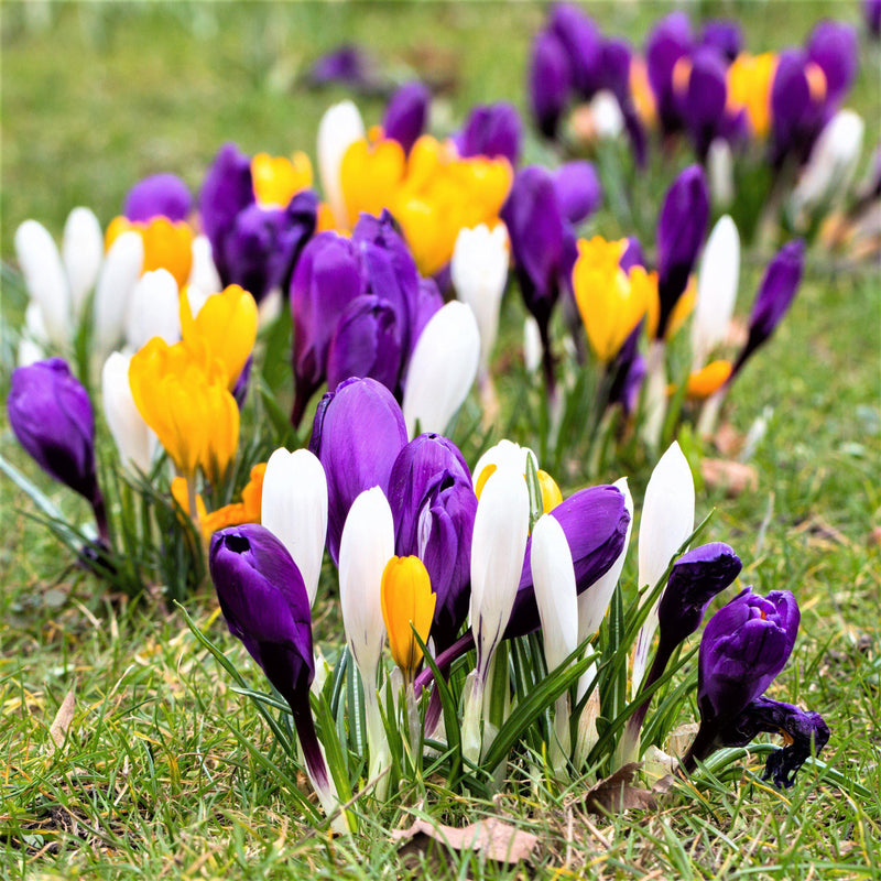 Crocus Bulbs – Large-Flowering Mix