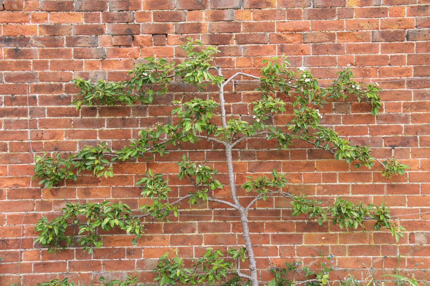 10 Gal Fruit Tree Premium Apple