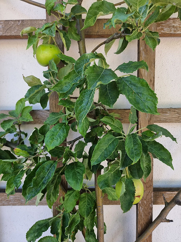 10 Gal Fruit Tree Premium Apple