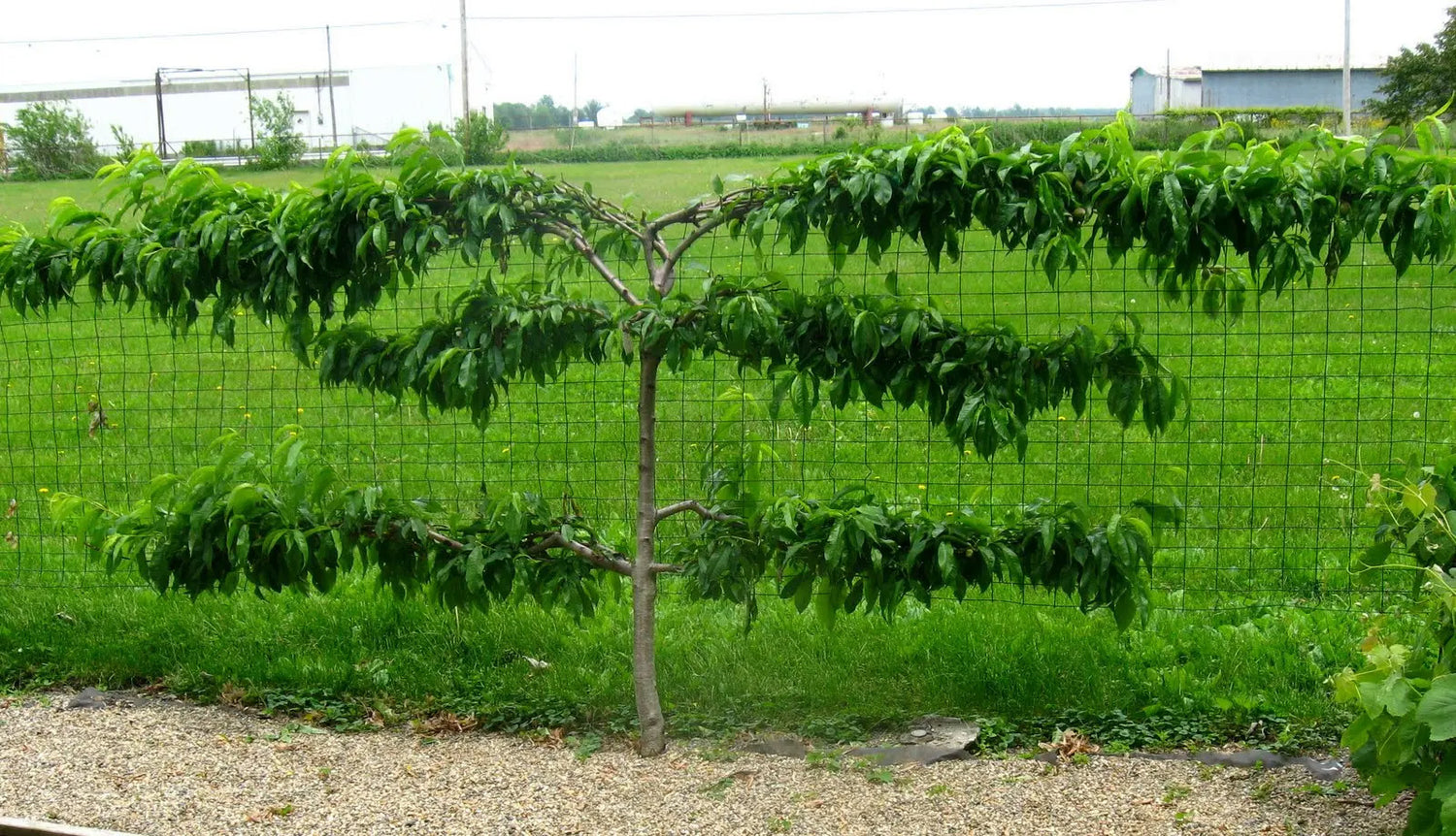 10 Gal Fruit Tree Premium Cherry