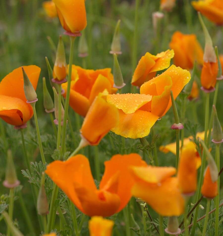 California Orange California Poppy Seeds