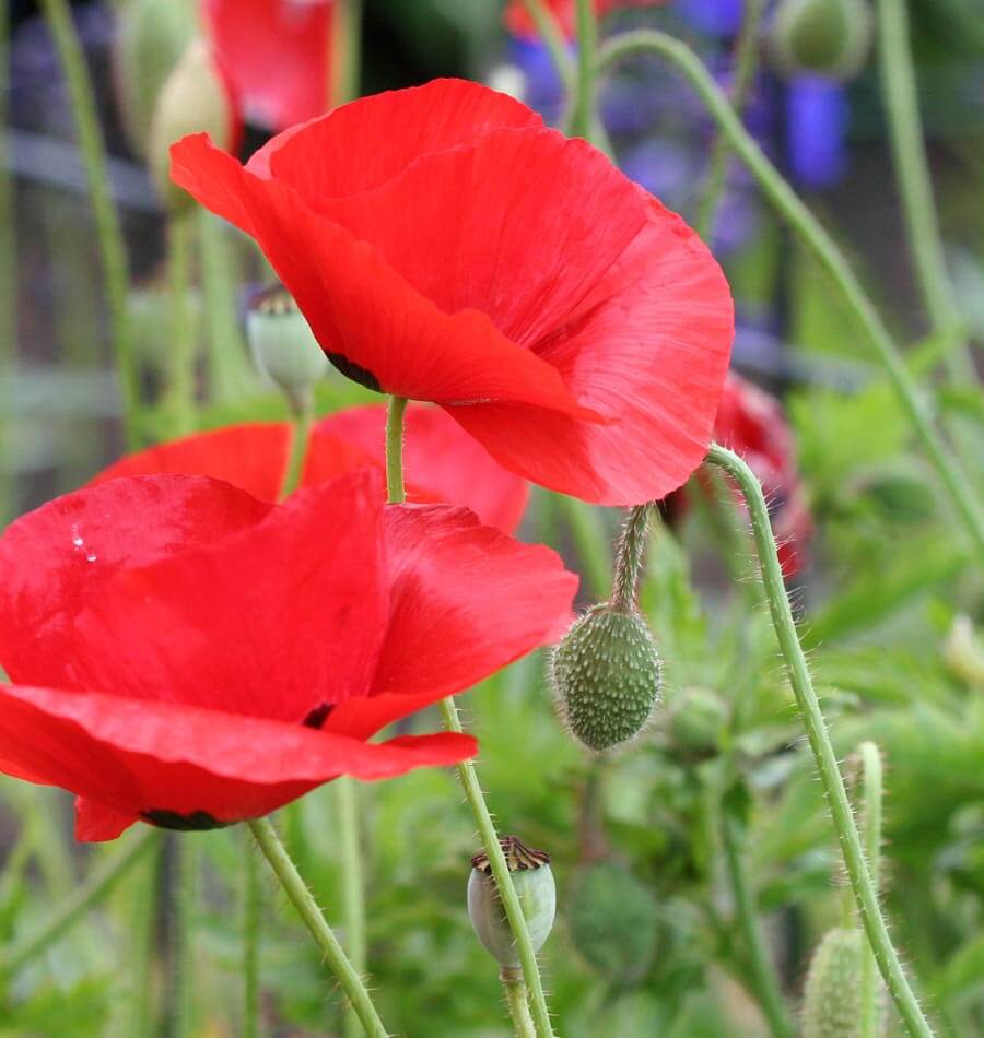 Flanders Poppy Seeds
