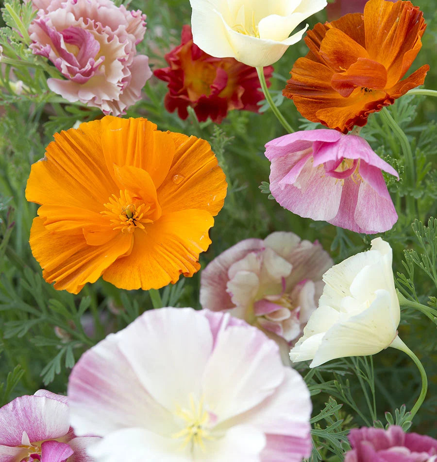 Thai Silk Formula Mix Seeds