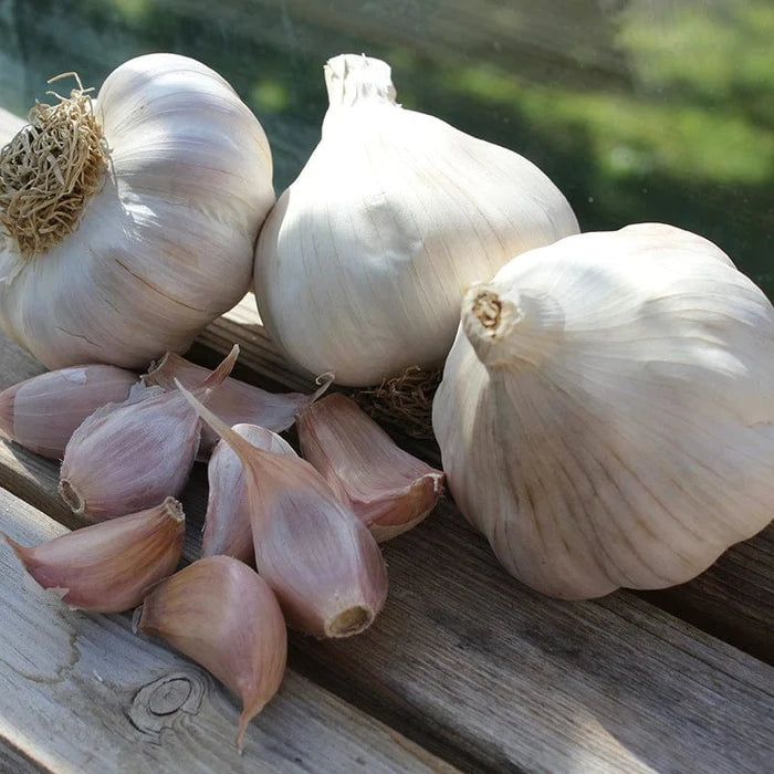 Garlic Bulbs – Standard Garlic
