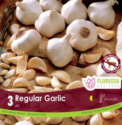 Garlic Bulbs- Regular