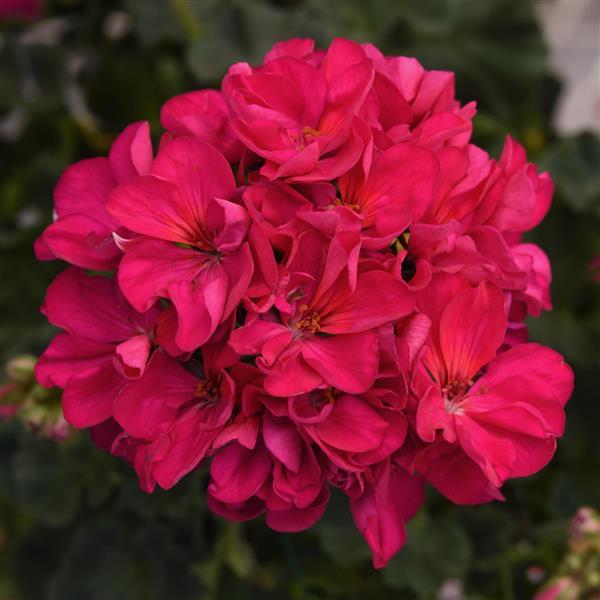 4" Geranium Zonal Presto