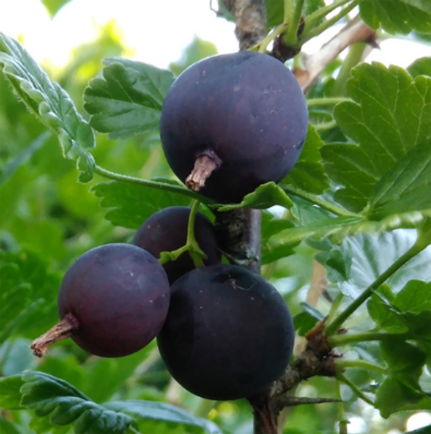 1 Gal Gooseberry Black Velvet
