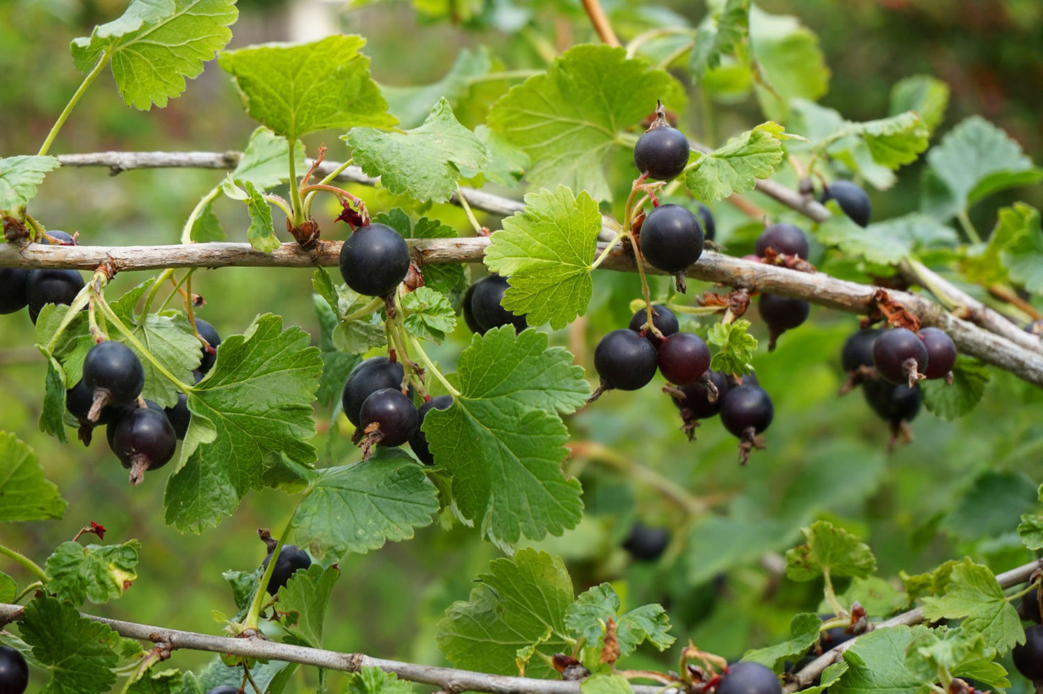 1 Gal Gooseberry Black Velvet