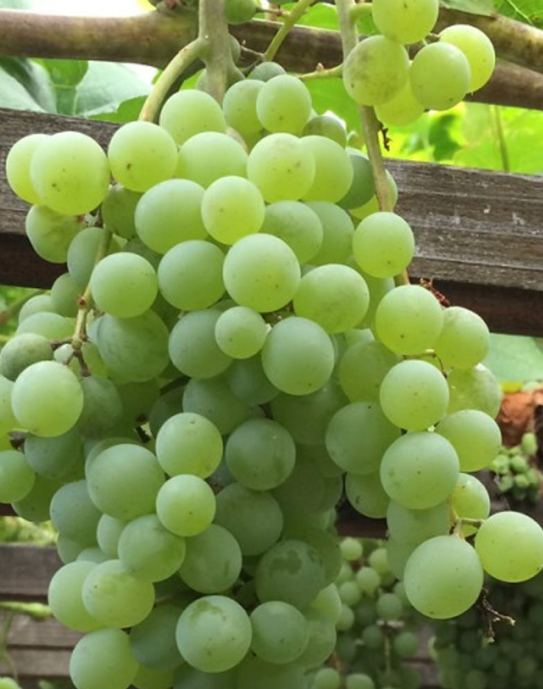 1 Gal Grape Himrod Green Seedless