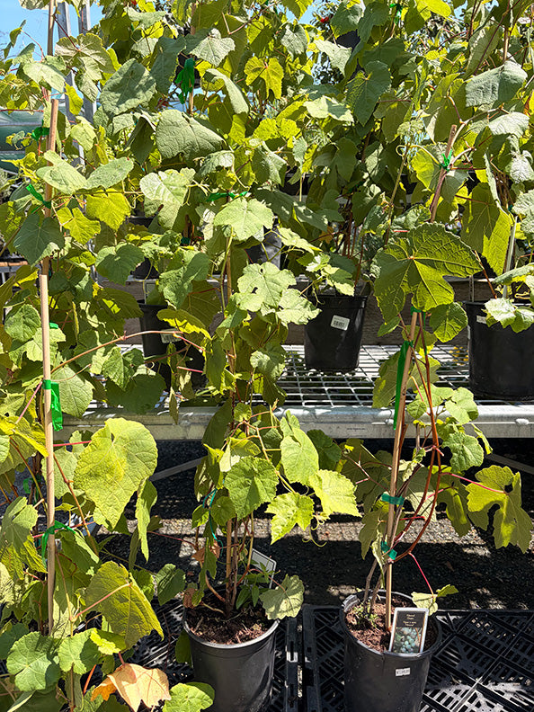 1 Gal Grape Himrod Green Seedless
