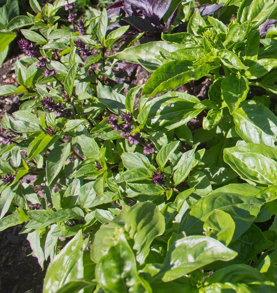 Kitchen Basil Blend Seeds