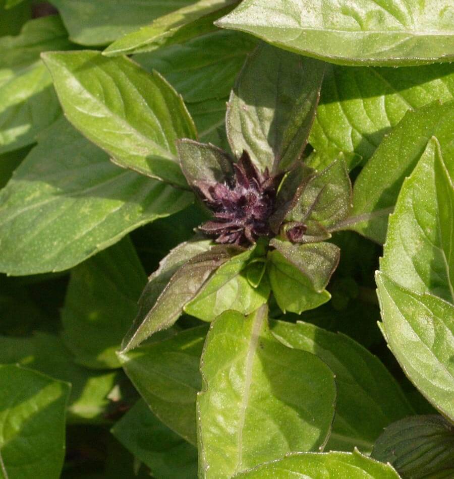Siam Queen Thai Basil Seeds